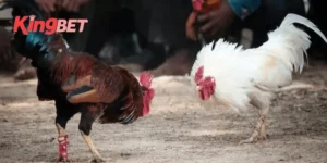 Đá gà cựa dao trực tiếp