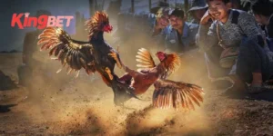 đá gà trực tiếp Thomo