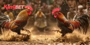 đá gà trực tiếp thomo 88